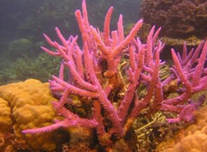 珊瑚是什么