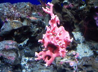 珊瑚为什么是动物