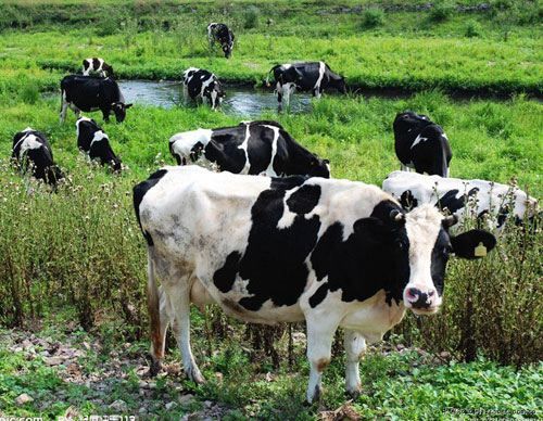 黑龙江优质奶牛数和奶制品量全国第一