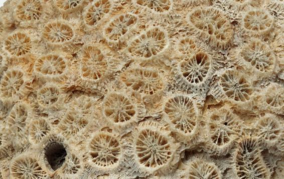 海百合化石收藏价值不可估量