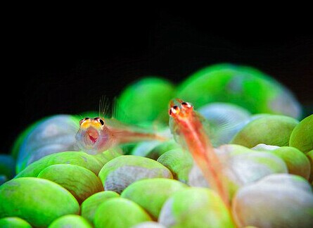 色彩艳丽的虾蛄