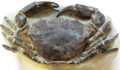 螃蟹化石收藏火爆