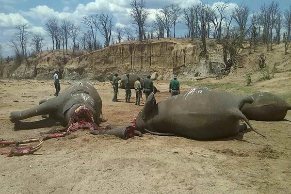 武装的偷猎者们斗智斗勇,但国家野生动物保护机构给他们的薪水却很低