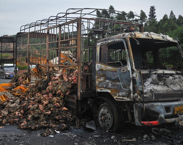 摘要:广东佛山,广明高速路一辆满载活禽鸭的货车在途中突发自燃,车上