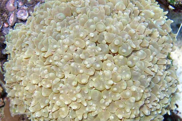 塞舌尔国家公园惊现罕见泡纹珊瑚