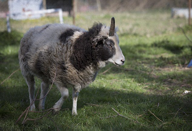 英独角羊意外走红简直就是独角兽-第2页