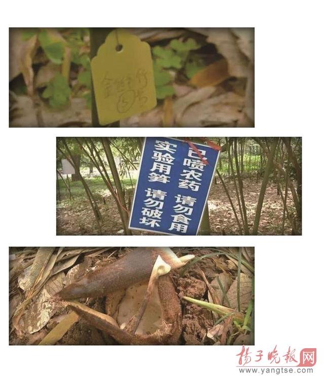 南京一高校竹笋实验多年未完 竹笋老是被偷