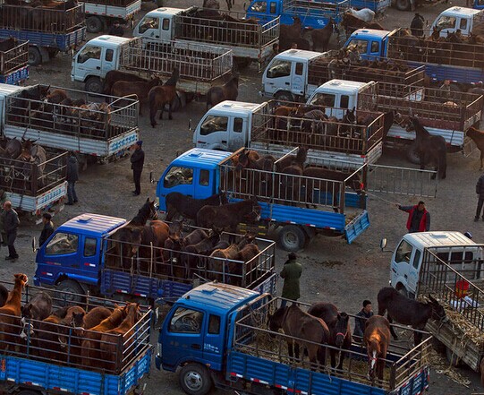 在辽宁沈阳的法库叶茂台牲畜交易市场马市场法库叶茂台叶茂台牲畜交易