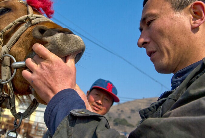 在辽宁沈阳的法库叶茂台牲畜交易市场牛牙口看年龄图解牲口市场马几把