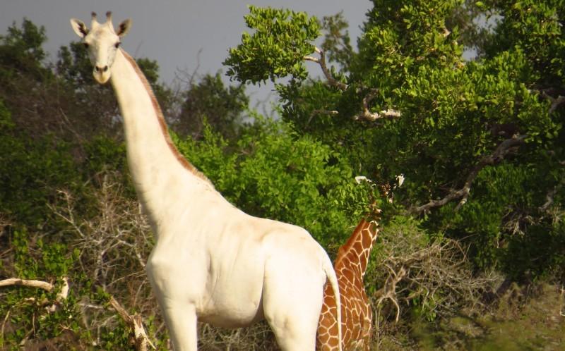 manuel)在非洲肯尼亚北部的丛林中发现了一只纯白色的长颈鹿,这样的