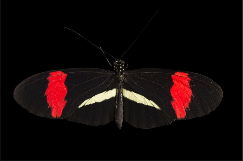 图为美国奥马哈亨利多立动物园的邮差蝴蝶,世界著名的"有毒蝴蝶",该