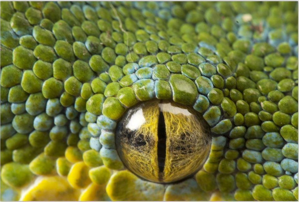 图为绿树蟒的眼睛.