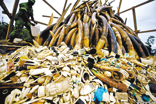 肯尼亚焚毁百吨象牙 替代品能否规范现状?