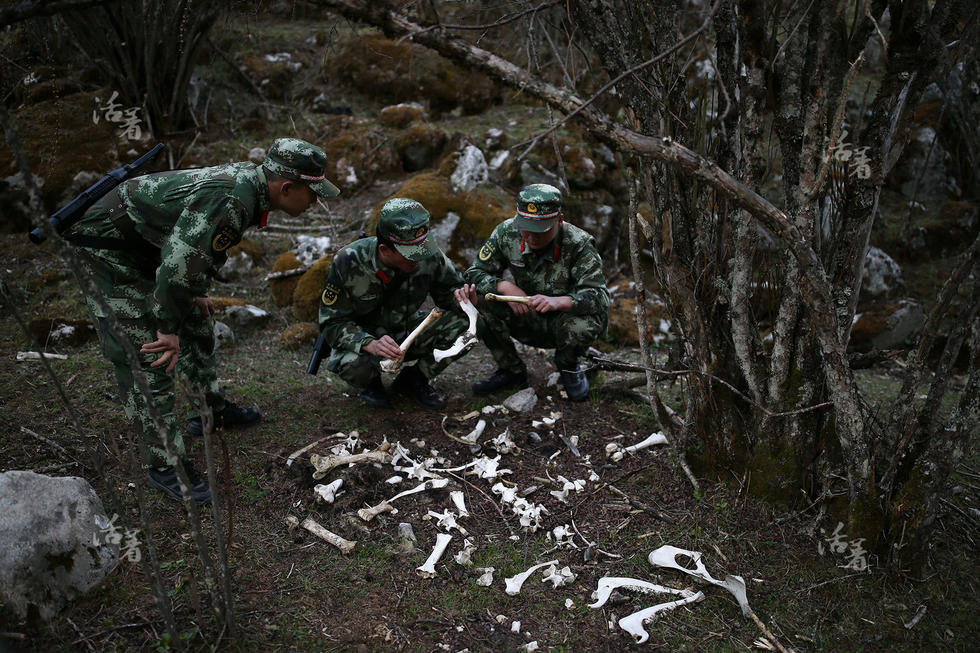 盜獵人在森林下的獵套不僅能捕獲野生動物,就連當地群眾的耗牛也經常