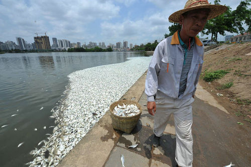 通惠河现大量死鱼 放生鱼不适环境污染