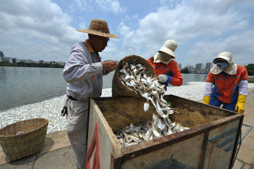 通惠河现大量死鱼 放生鱼不适环境污染