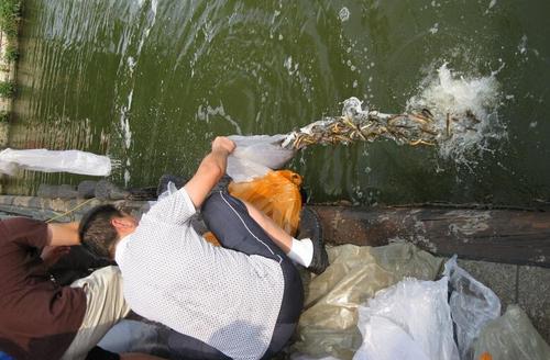 通惠河现大量死鱼 放生鱼不适环境污染
