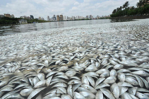 通惠河现大量死鱼 放生鱼不适环境污染