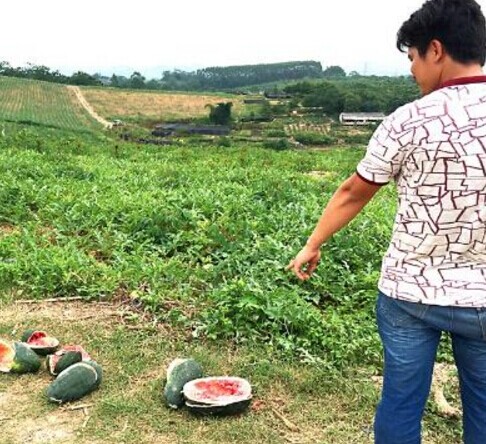 广西4名初中生偷吃西瓜 连拿带踢瓜田损失达到上万