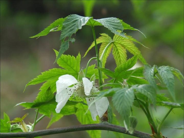 茶叶中隐藏的金叶子——甜茶叶-第6页