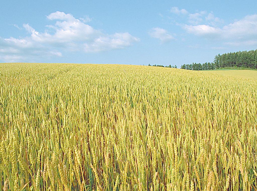 小麦产量有望接近历史最高水平