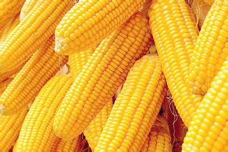 CBOT玉米期货收盘上涨