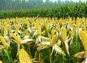7月15日玉米现货行情及今日预测