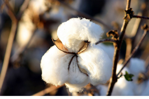 中国储备棉管理总公司计划挂牌出库销售储备棉3万吨