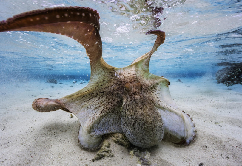 印度洋拍章鱼水中漫游 悠游慢泳姿态翩然-第5页