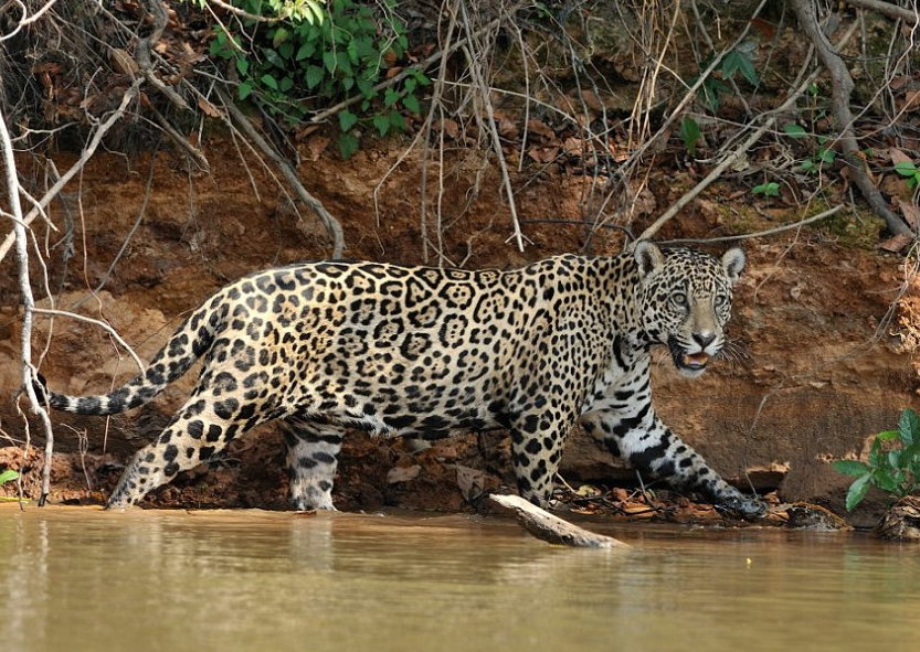 自然的法则 巴西美洲豹下水捕杀鳄鱼-第5页