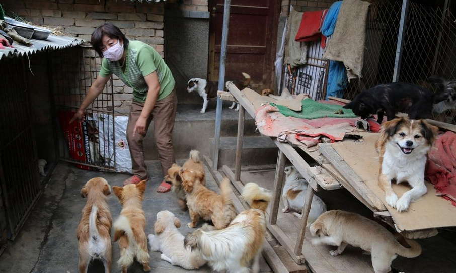 53岁"狗奶奶"倾家荡产 养活220只流浪狗-第10页-滚动新闻-金投网