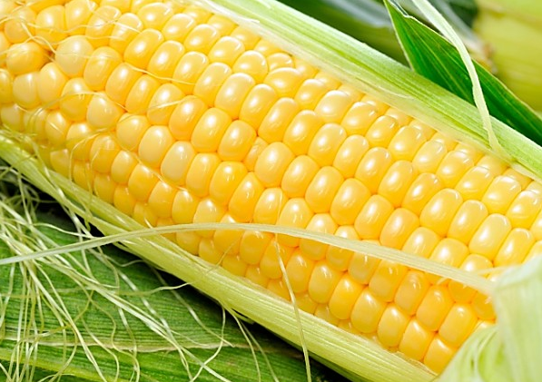 周五美国玉米现货市场价格略有上涨