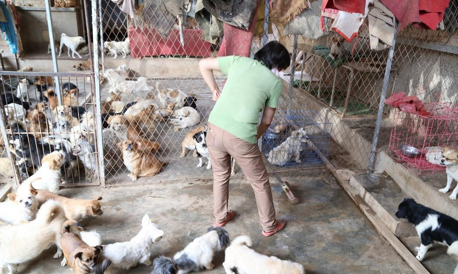 53岁"狗奶奶"倾家荡产 养活220只流浪狗-第6页-滚动新闻-金投网