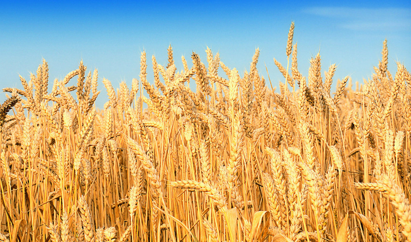 美国小麦现货市场大幅下跌
