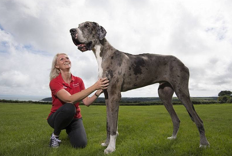 1米)的大丹犬,堪称是全世界最高的狗狗