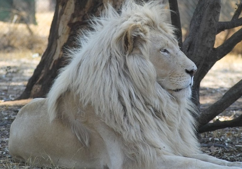 白狮原产于南非的蒂姆巴瓦蒂地区,但现在的大多数白狮都是人工养殖的.