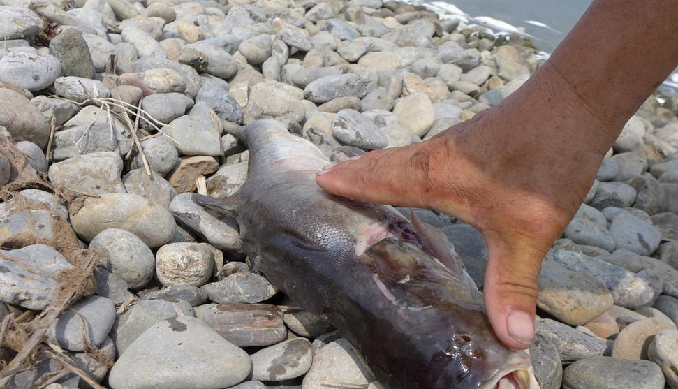 2016年8月3日,山东东营,清风湖公园湖面东南角区域突现大量死鱼,漂浮