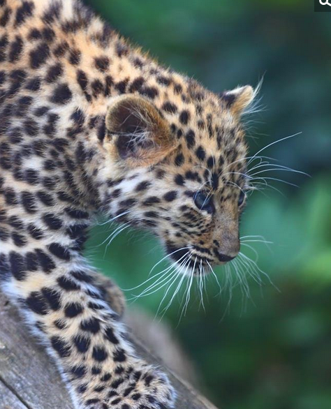 东北豹被世界自然保护联盟红色名录列为极危物种.