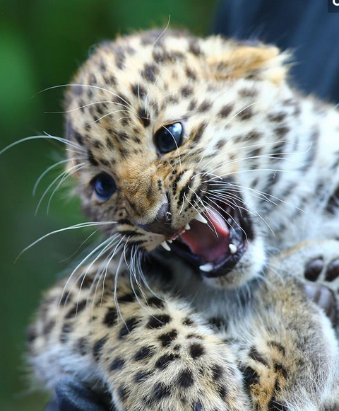 极度濒危物种东北豹幼崽亮相比利时 开始与游客见面