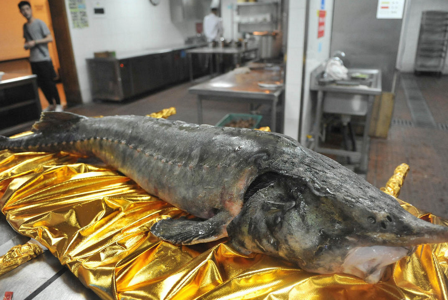 重达150斤的鲟鳇鱼让厨师们无从下手