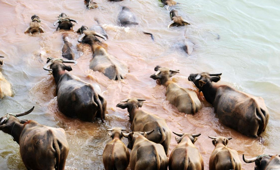 摘要:2016年8月10日,四川省南充市蓬安县相如镇油房沟村,近200头水牛