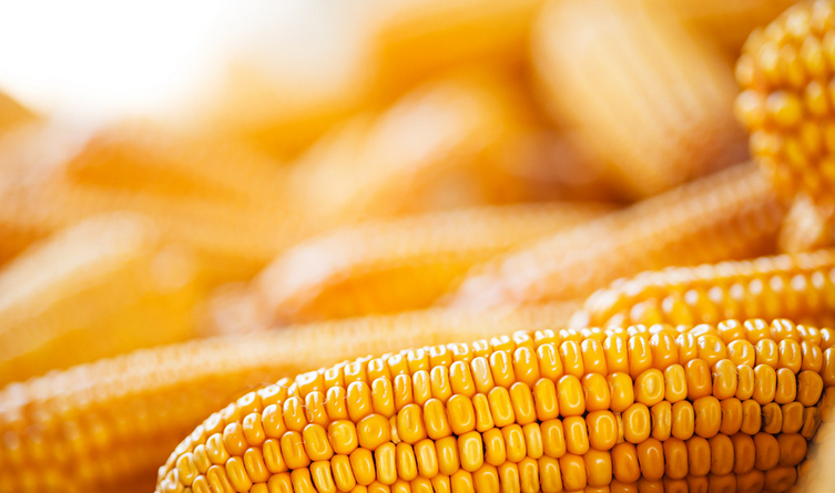 美国农业部上调玉米产量 CBOT玉米期货12日收跌