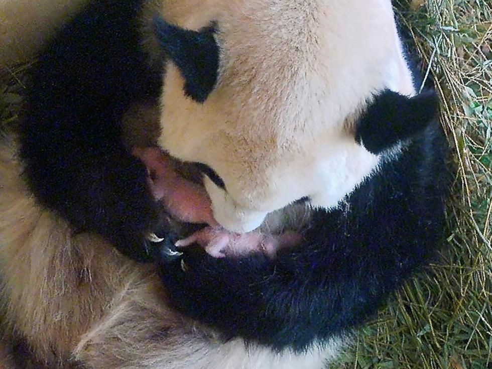 大熊猫成大的妈妈图片