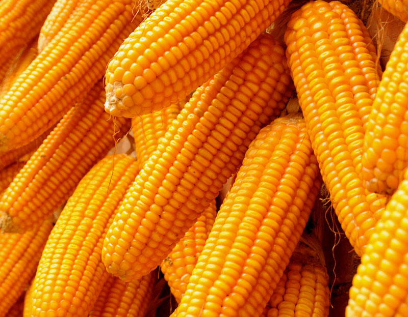 周三美国玉米现价上涨