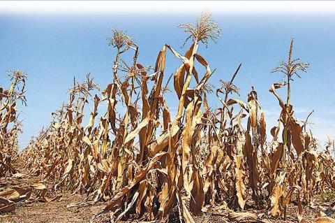 东北玉米受旱面积恐进一步增加 优质玉米供应相对偏紧