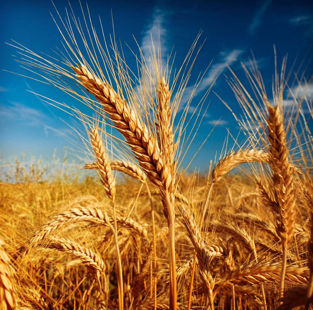小麦市场“政策市”特征并未改变