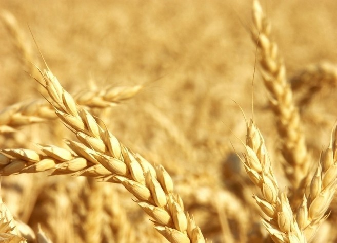主产区小麦现货价格由稳转强 市场上涨苗头渐显