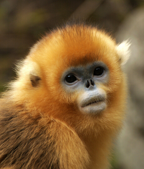 的常客 这些动物"披上"宝石外衣更萌-第3页-行业新闻-金投珠宝-金投网