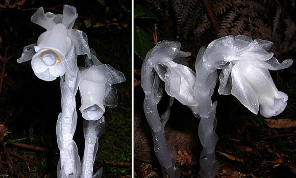 什么是水晶兰 a184547d5033727deef4cb7e02b64582.jpeg?_=1474166502830