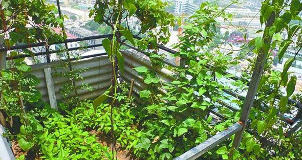 自家阳台可以种什么蔬菜